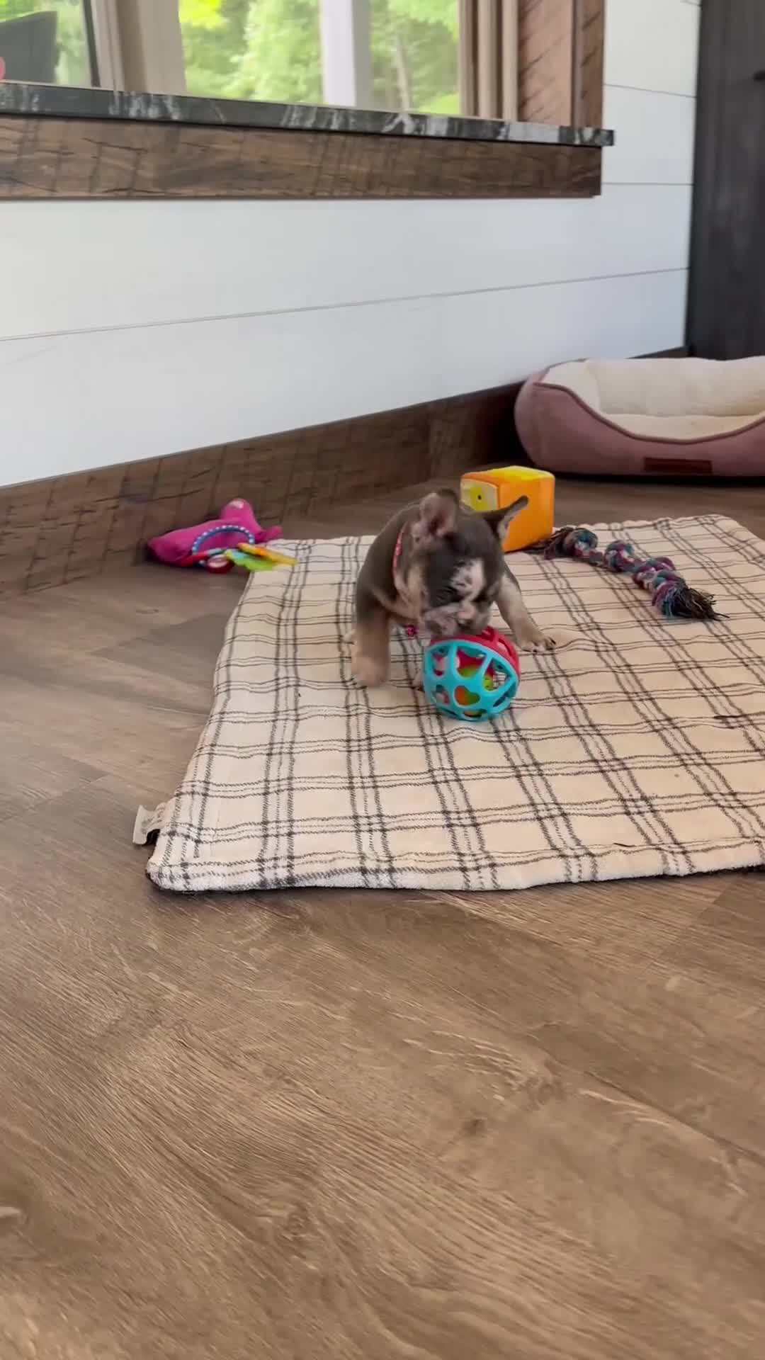 French Bulldog dogs for sale: Lexi - Video 1