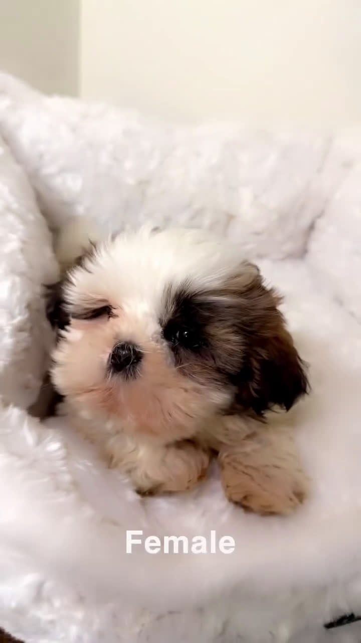 Shih Tzu dogs for sale: Jellybean  - Video 1