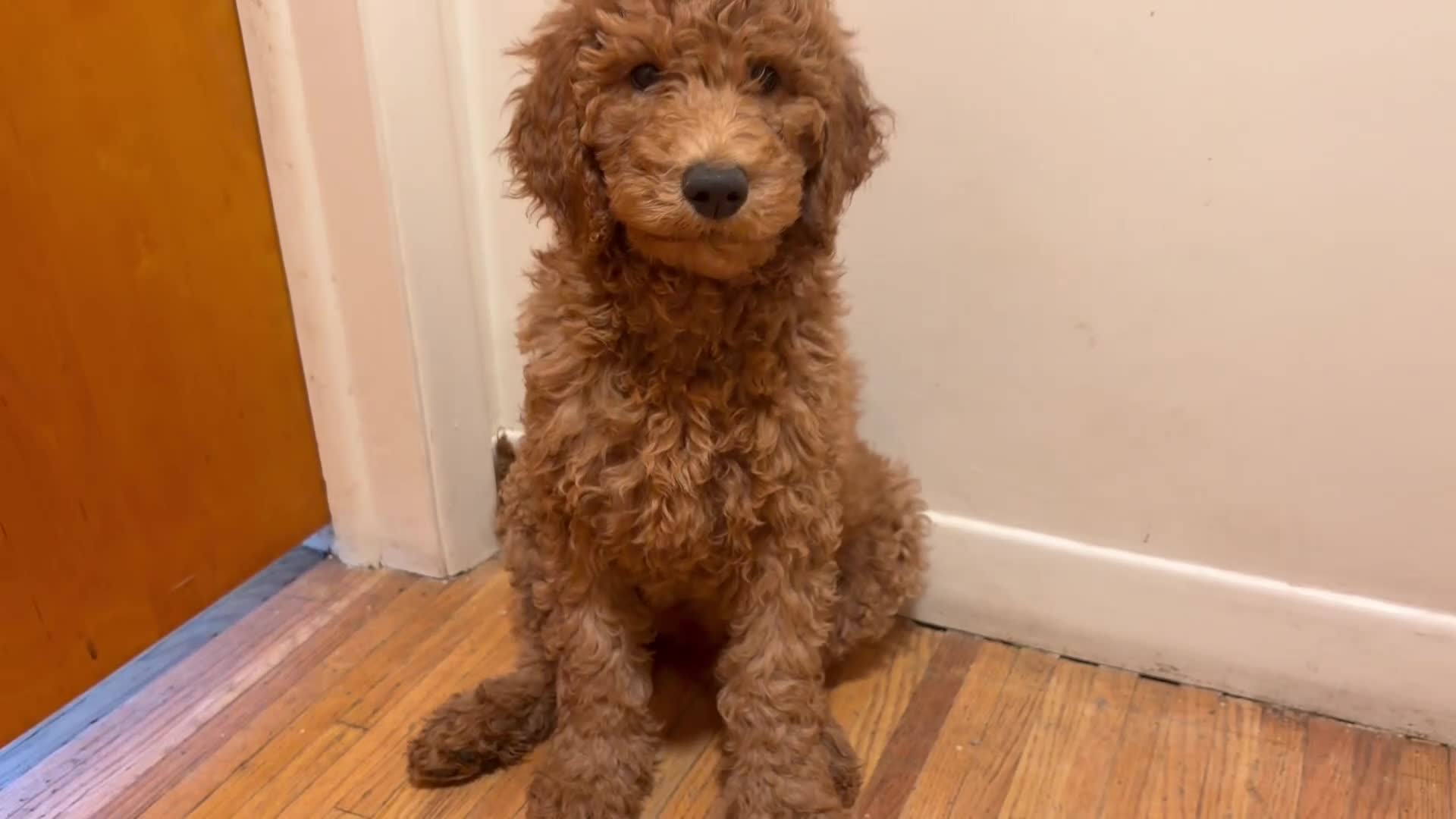 Double Doodle dogs for sale: Double Doodle Puppy 1 - Video 1