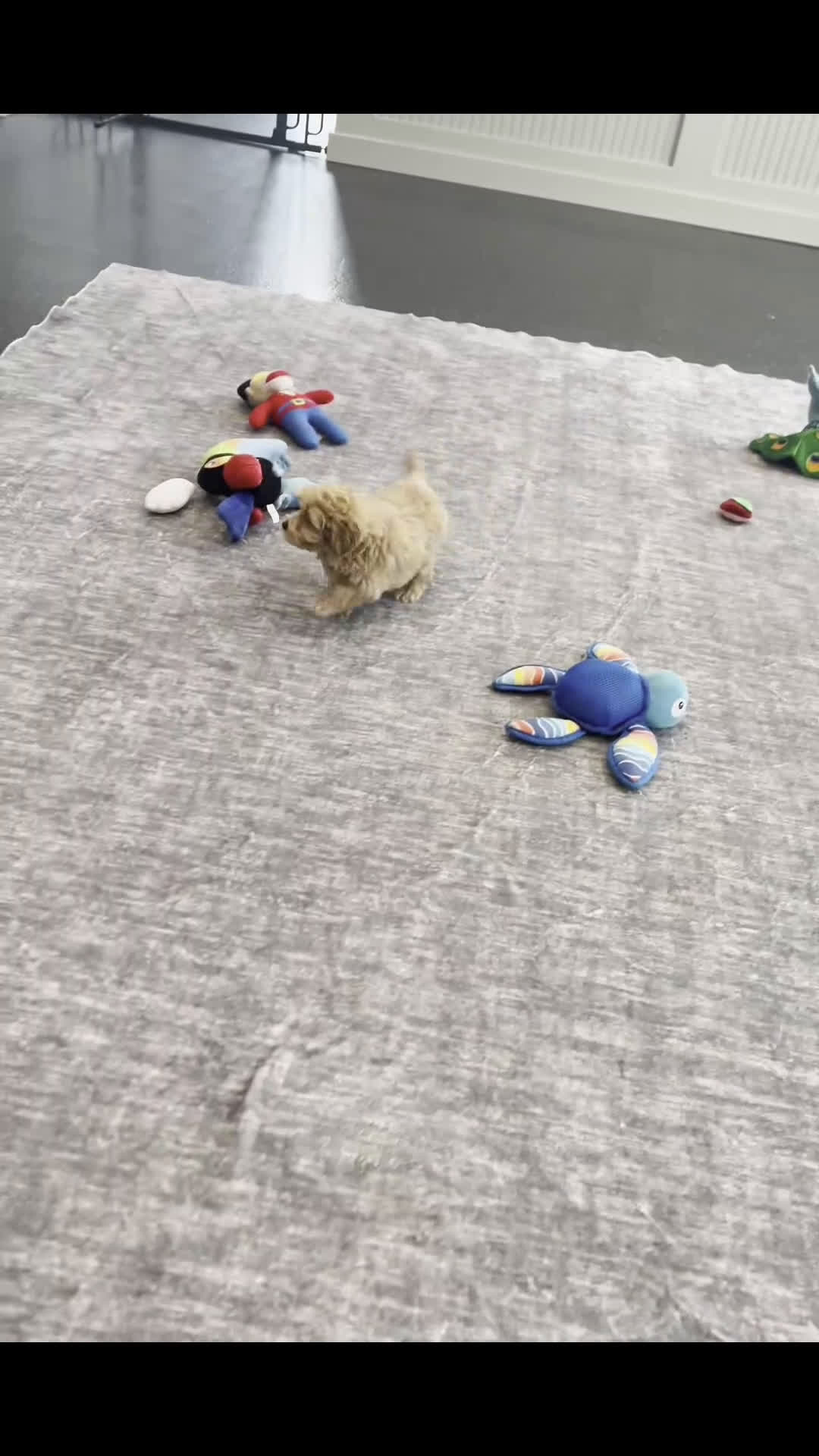 Maltipoo dogs for sale: Bobo - Video 1