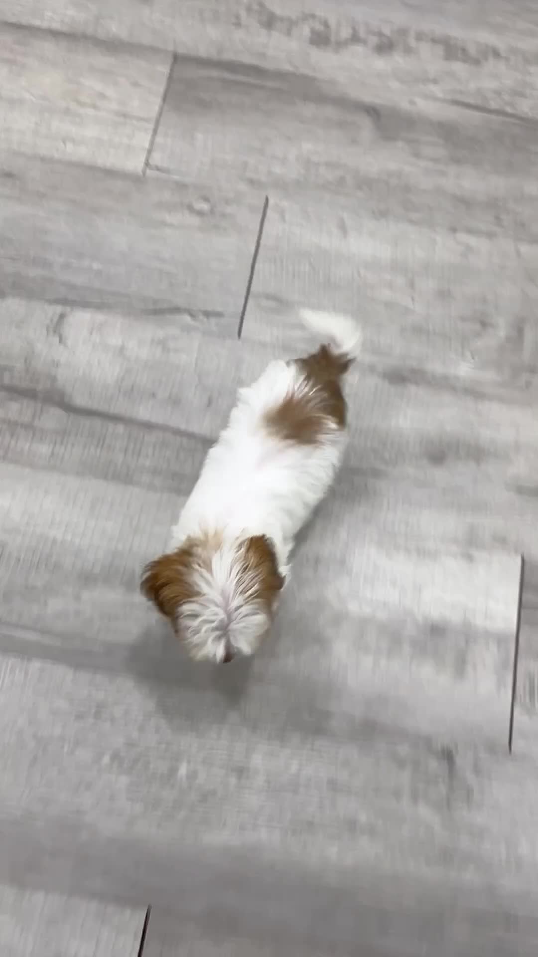 Havanese dogs for sale: Daisy - Video 1