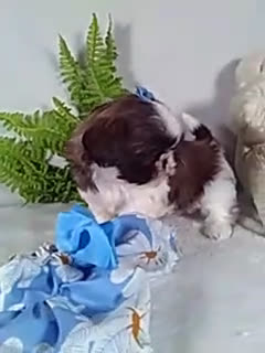 Shih Tzu dogs for sale: Reba - Video 1