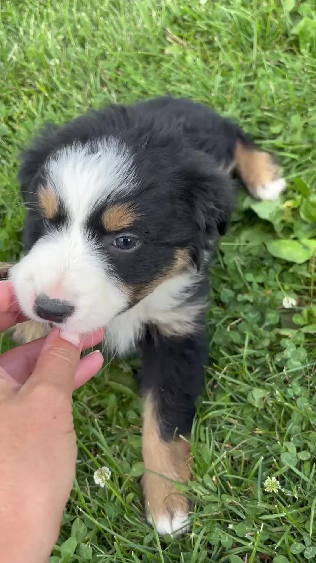Australian Shepherd dogs for sale: Duke - Video 1