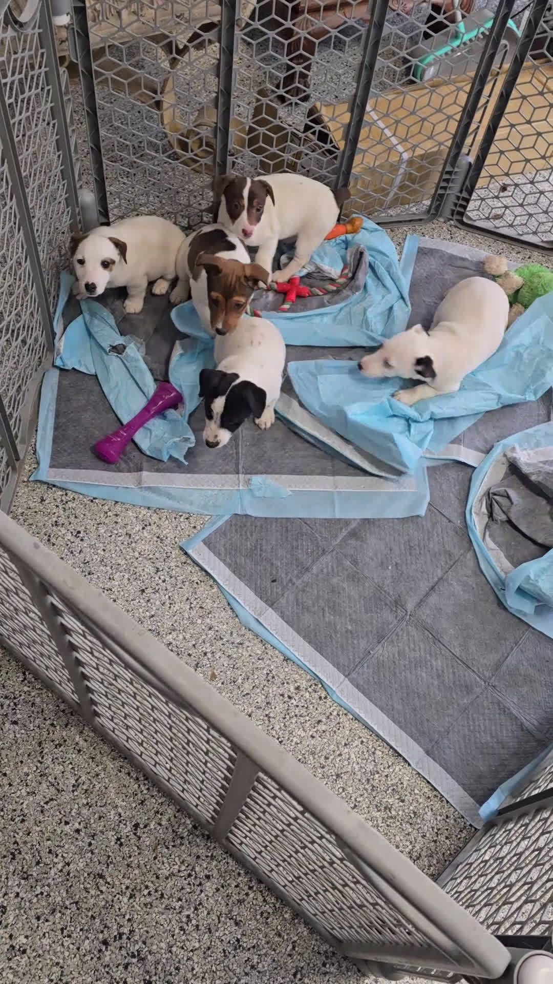 Jack Russell Terrier dogs for sale: Jack Russell Terrier Puppy 1 - Video 2