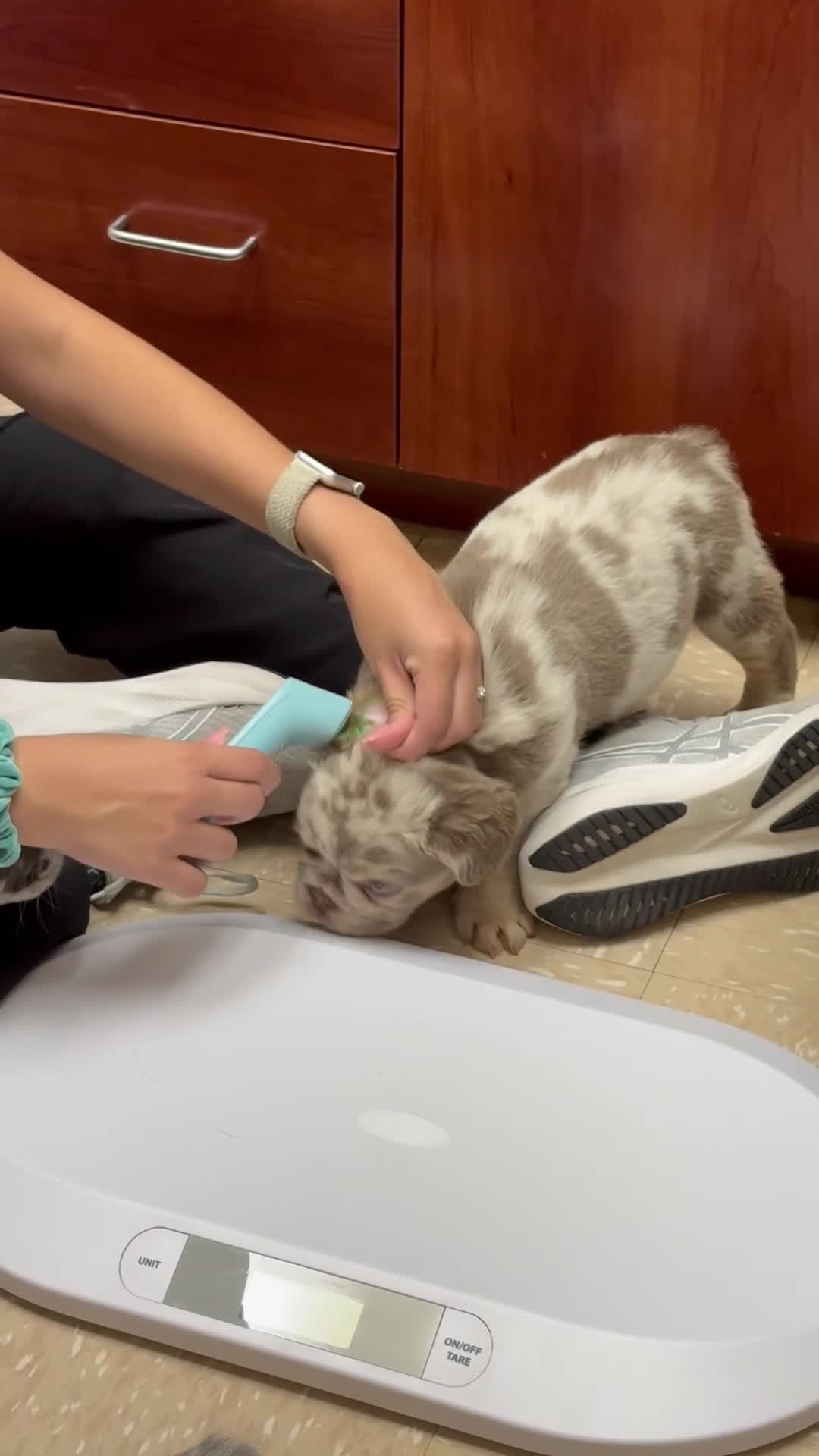 French Bulldog dogs for sale: Stormi  - Video 1