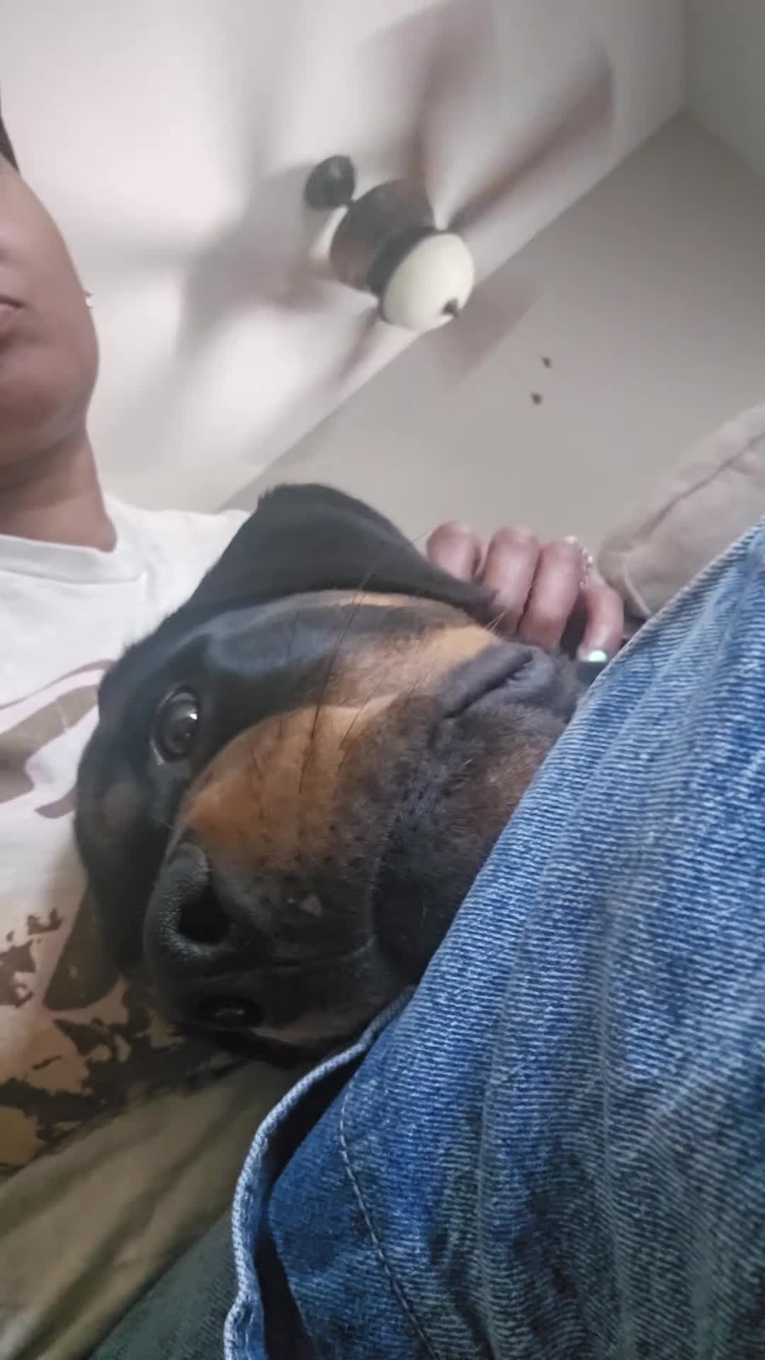 Rottweiler dogs for sale: Legend - Video 1