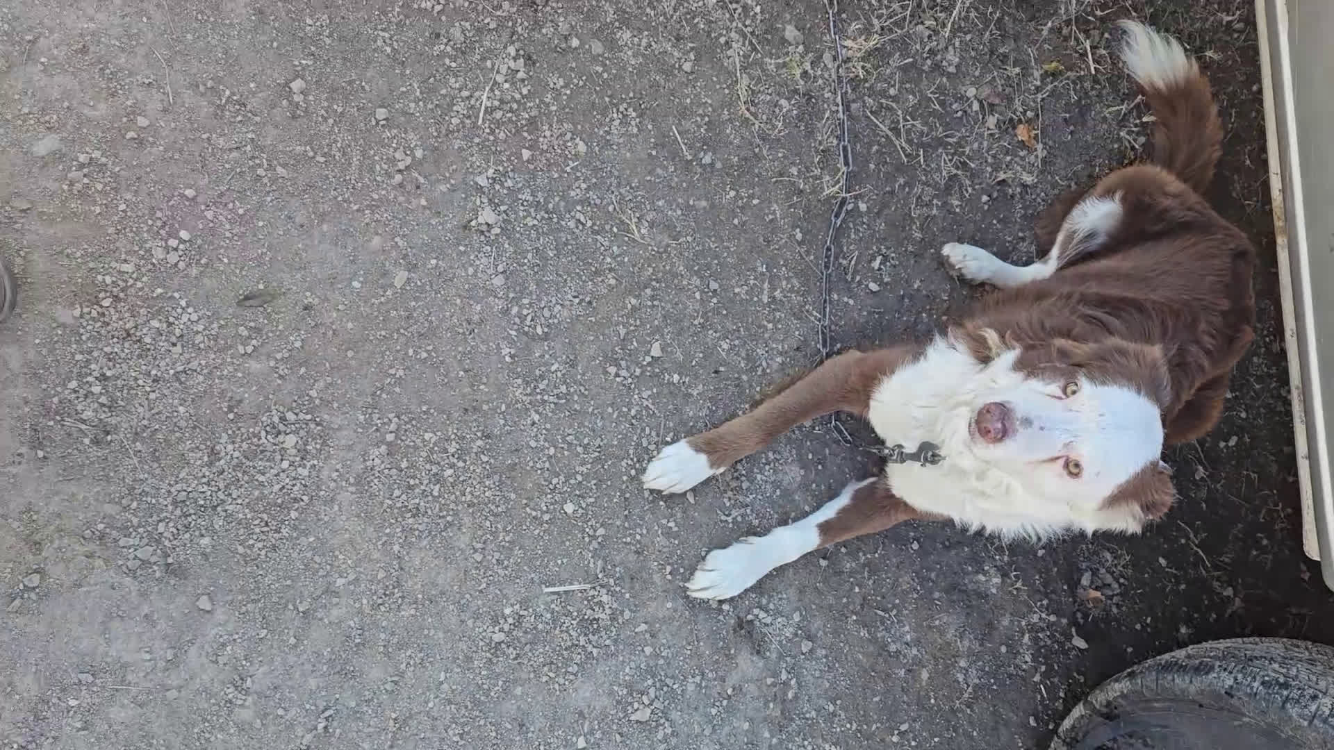 Border Collie dogs for sale: Friday - Video 1