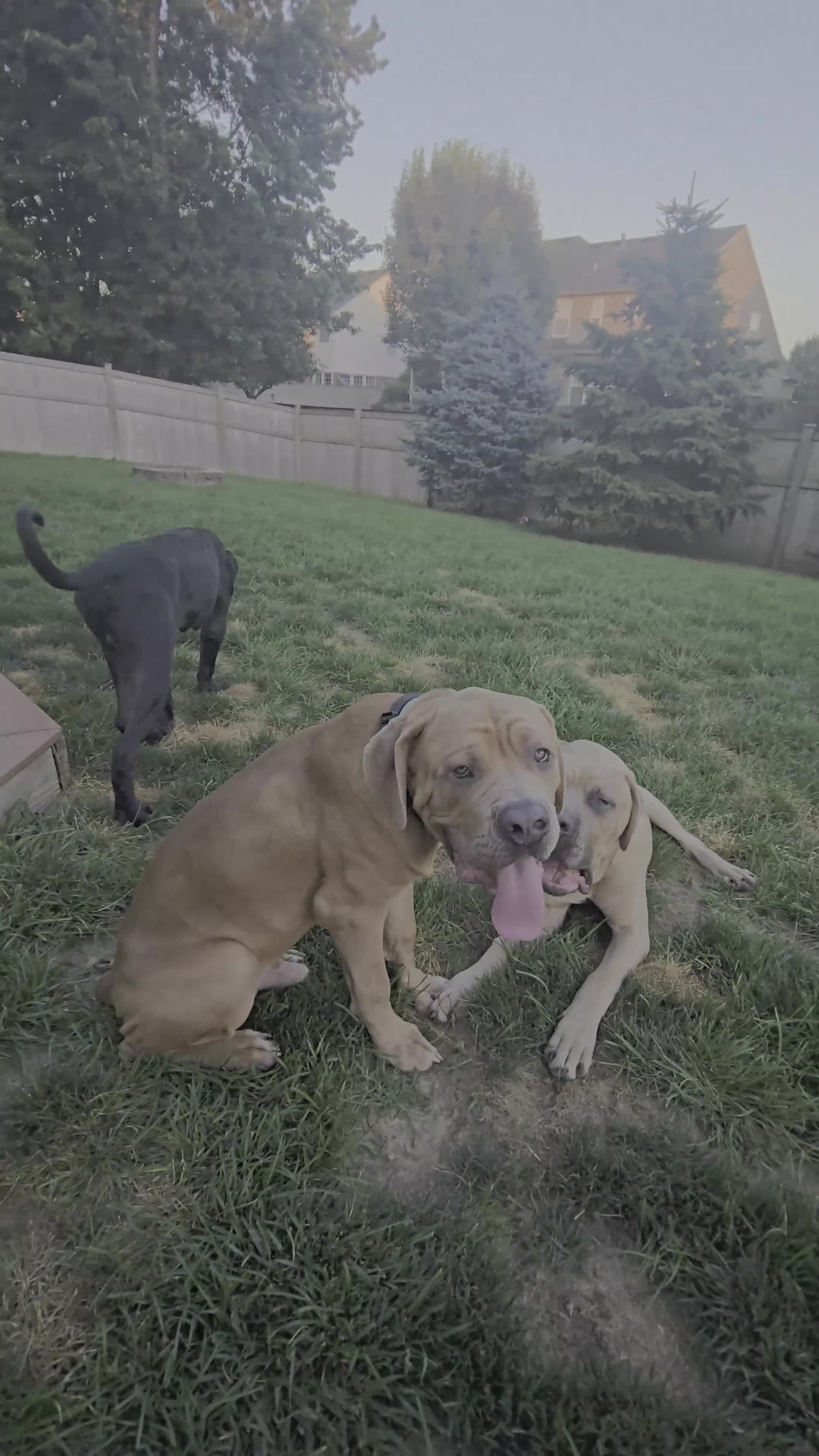 Cane Corso dogs for sale: Carmel  - Video 1