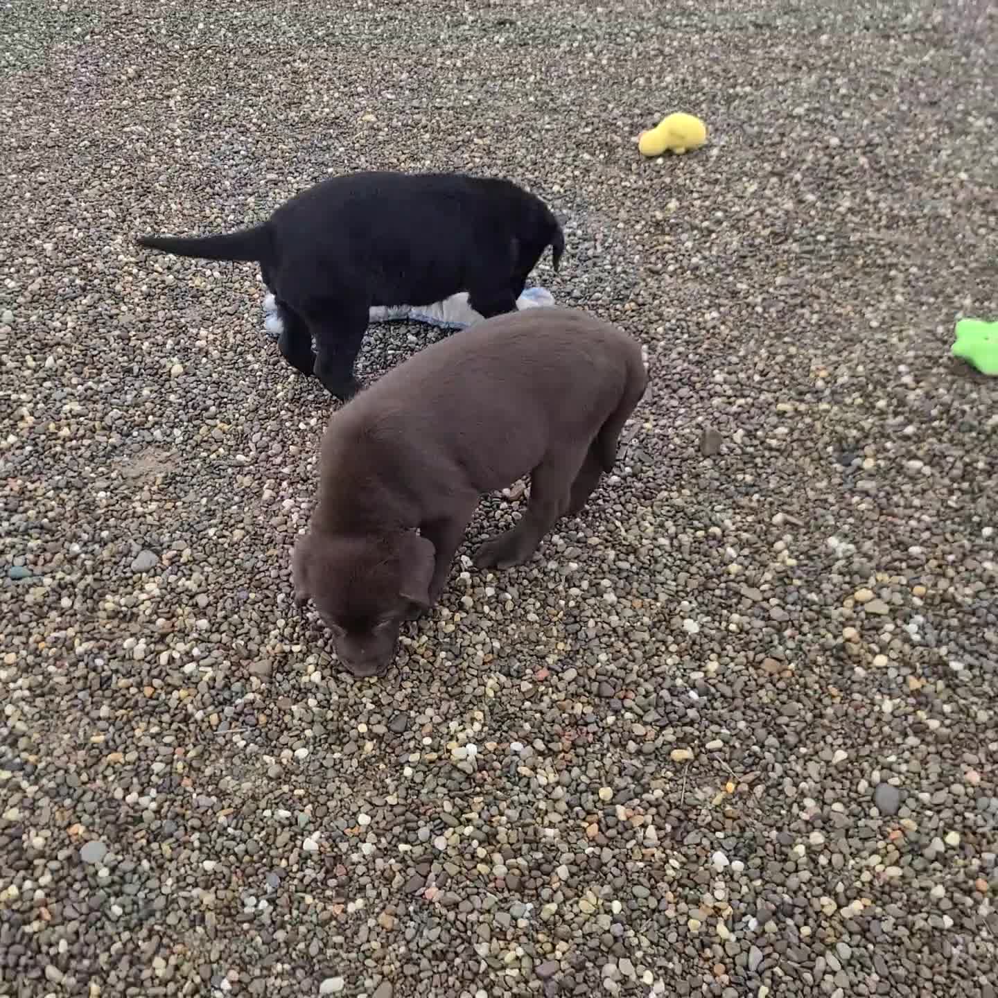 Labrador Retriever dogs for sale: Myles - Video 1