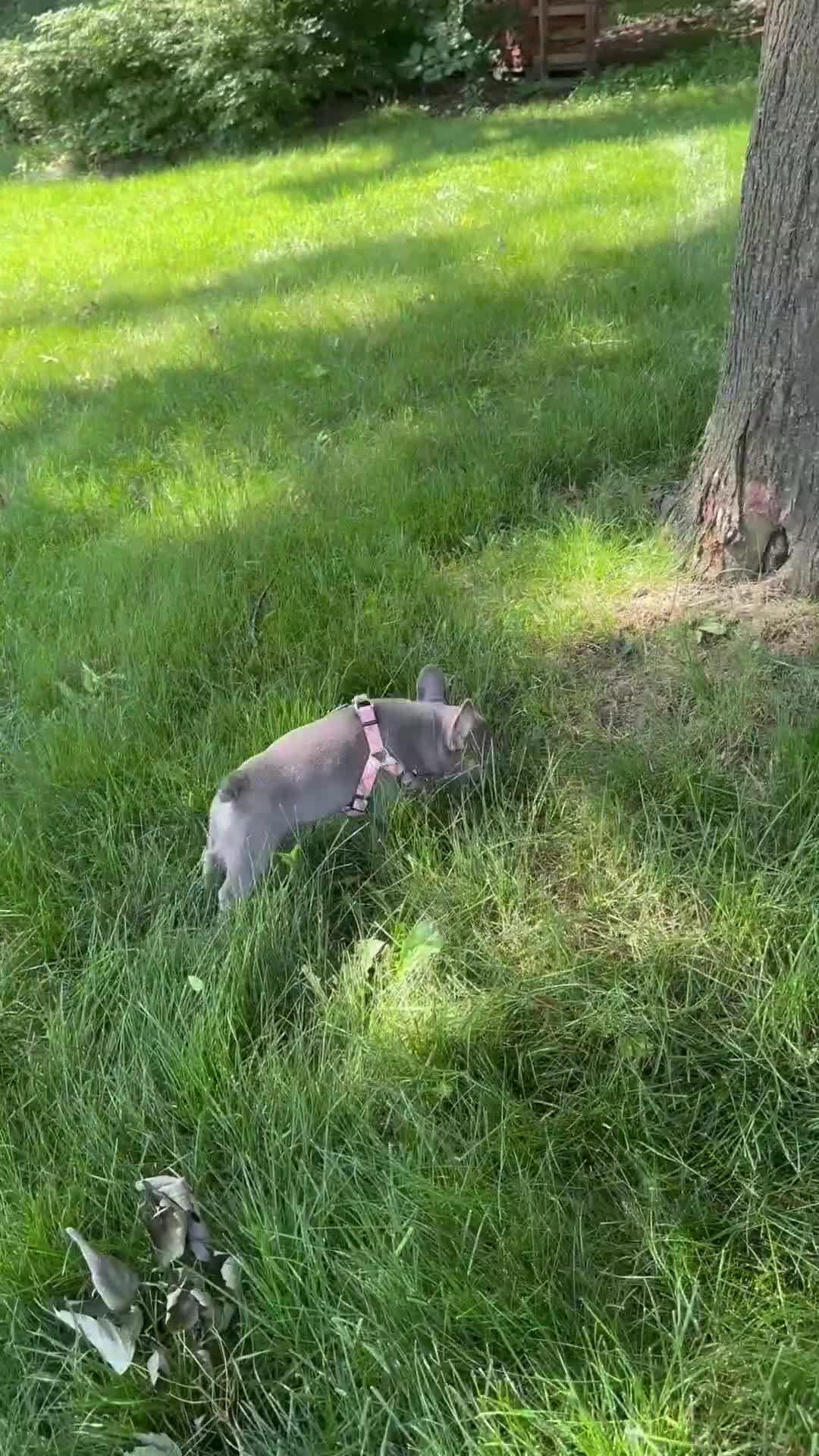 French Bulldog dogs for sale: Violet - Video 2