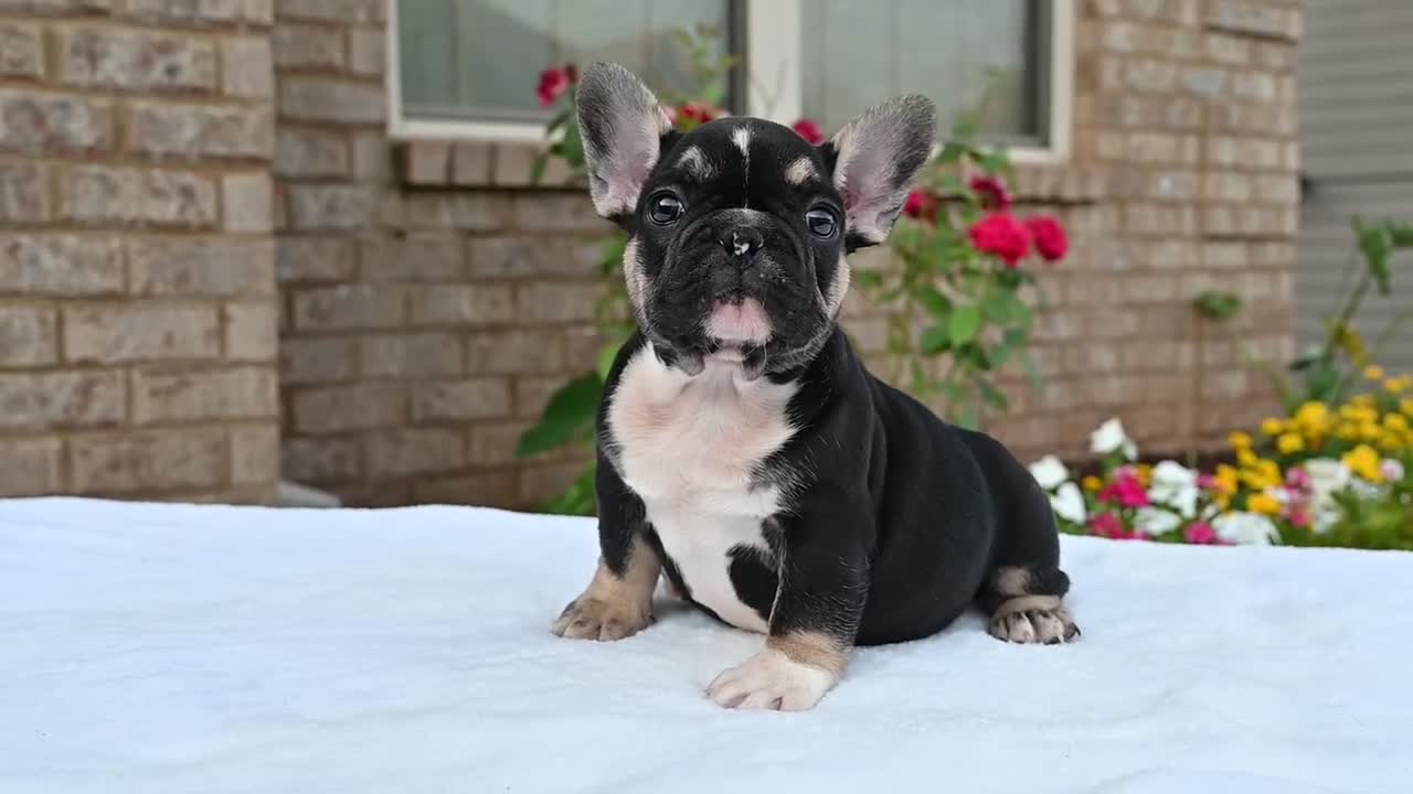 French Bulldog dogs for sale: Kay kay - Video 1