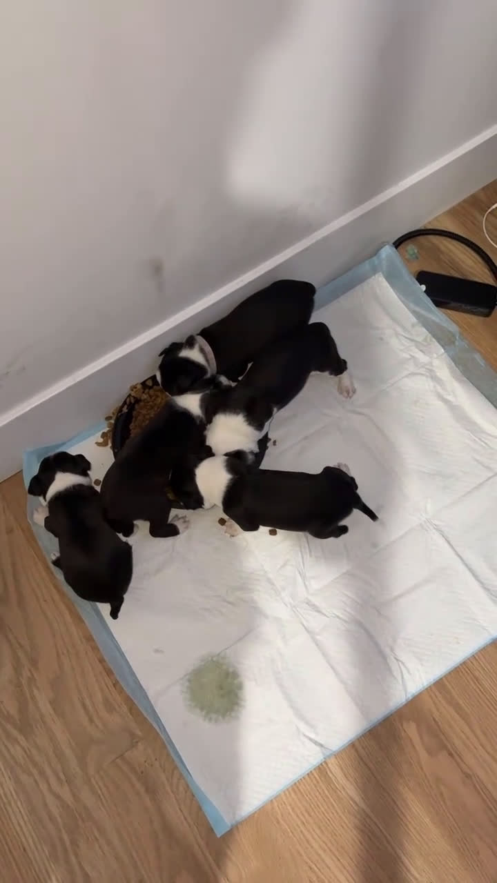 Mixed Breed dogs for sale: Mixed Breed Puppy 3 - Video 1