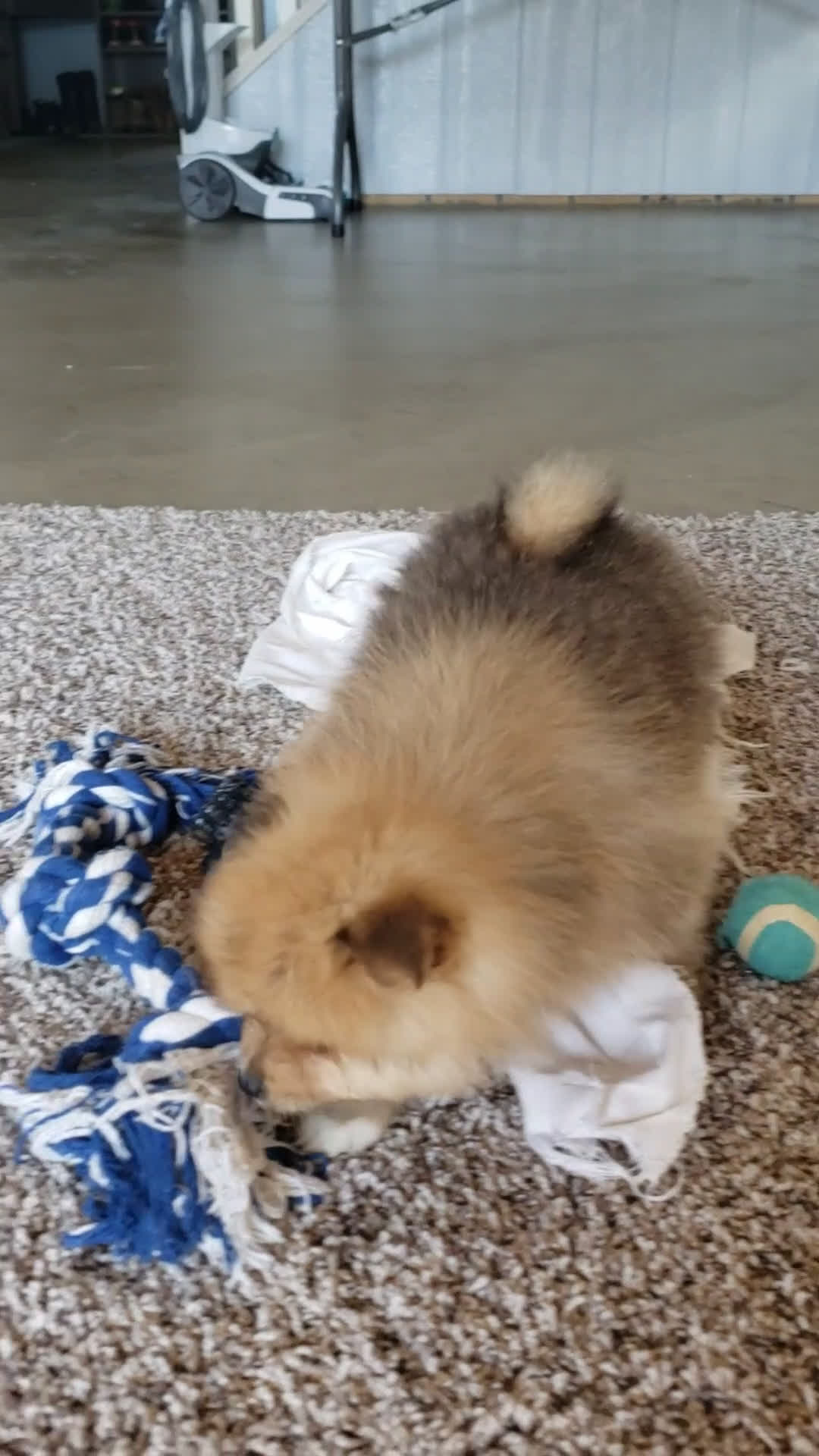 Pomeranian dogs for sale: Ollie  - Video 1