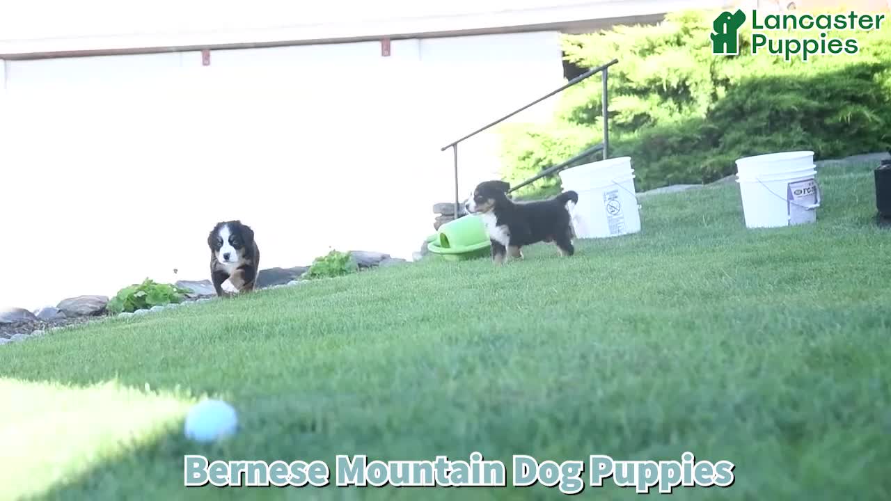 Bernese Mountain Dog dogs for sale: Duke - Video 1
