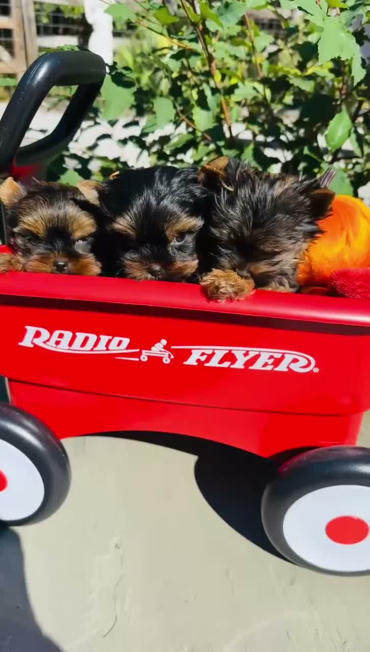Yorkshire Terrier dogs for sale: Valentino - Video 3
