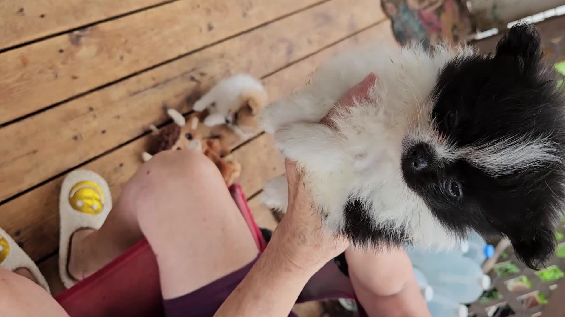 Pomeranian dogs for sale: Betsy - Video 1