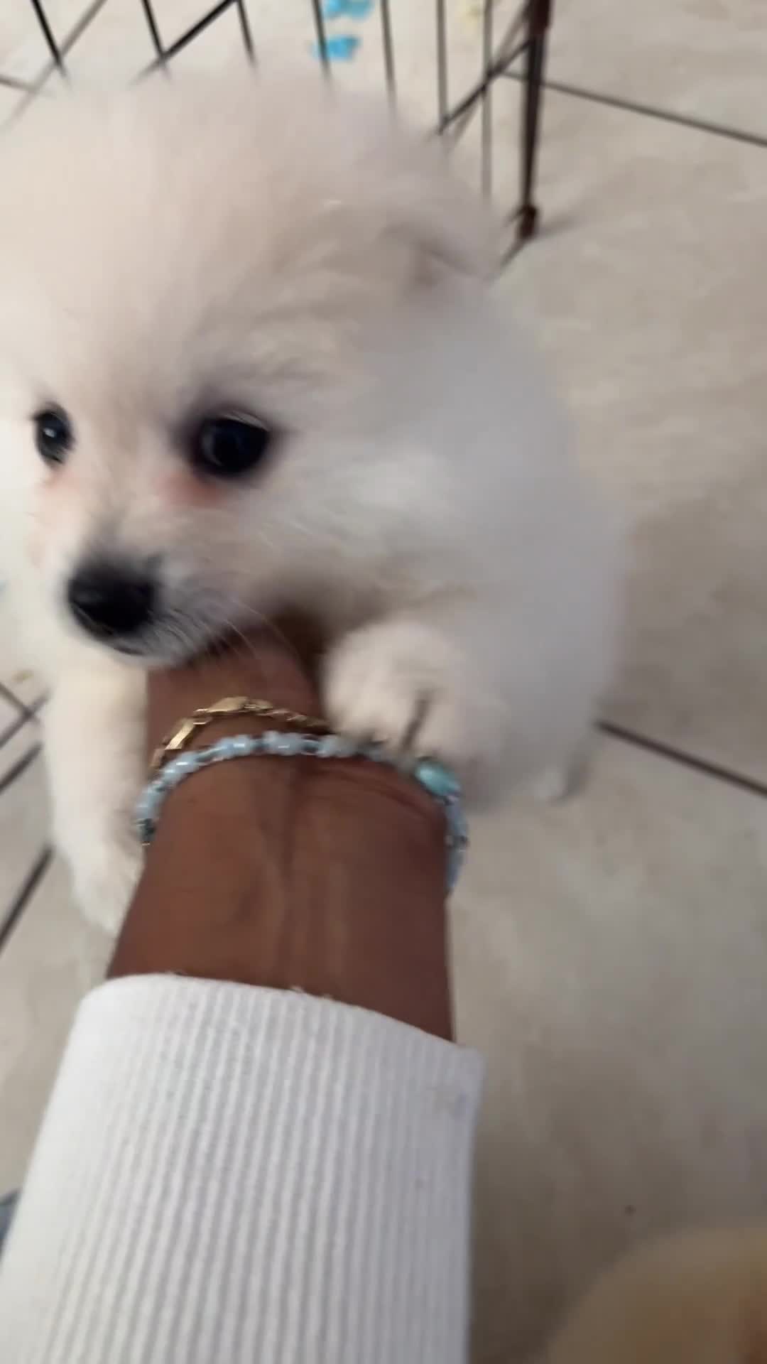 Pomeranian dogs for sale: Pomeranian 2 - Video 1