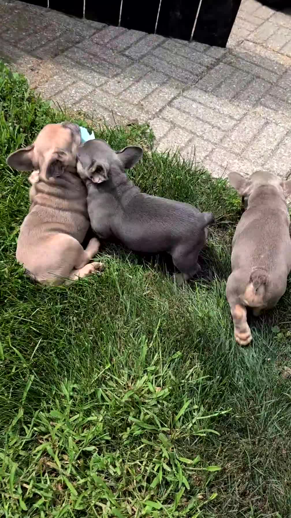 French Bulldog dogs for sale: Yeti - Video 3