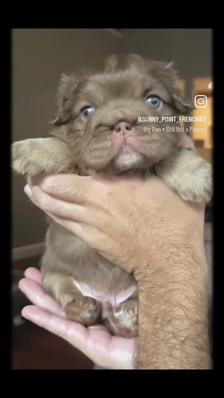 French Bulldog dogs for sale: Canelo - Video 1