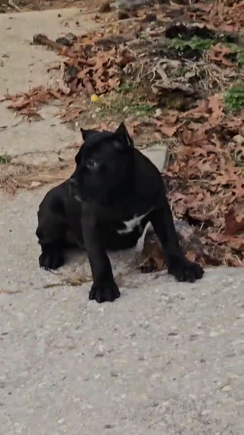 Cane Corso dogs for sale: QUEENIE - Video 1