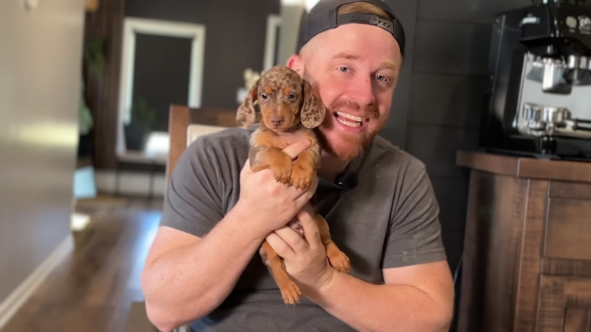 Miniature Dachshund dogs for sale: Cocoa - Video 1
