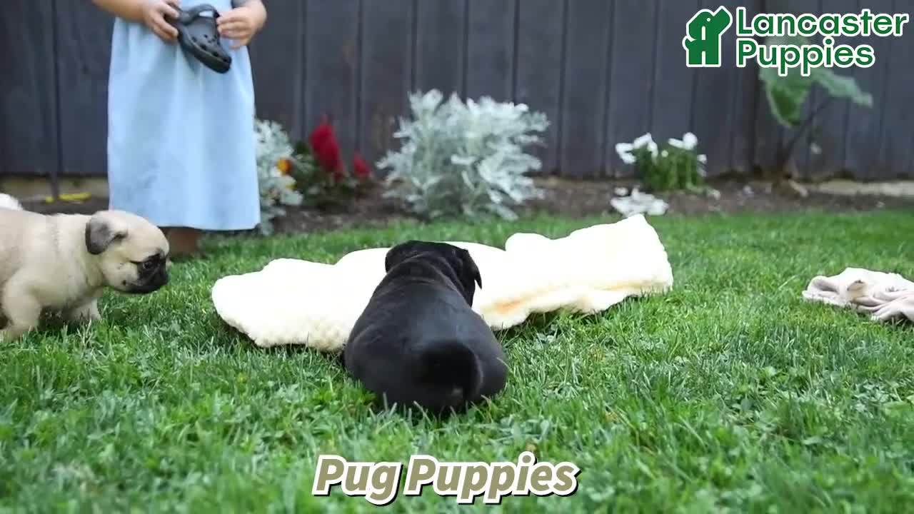 Pug dogs for sale: Stella - Video 1