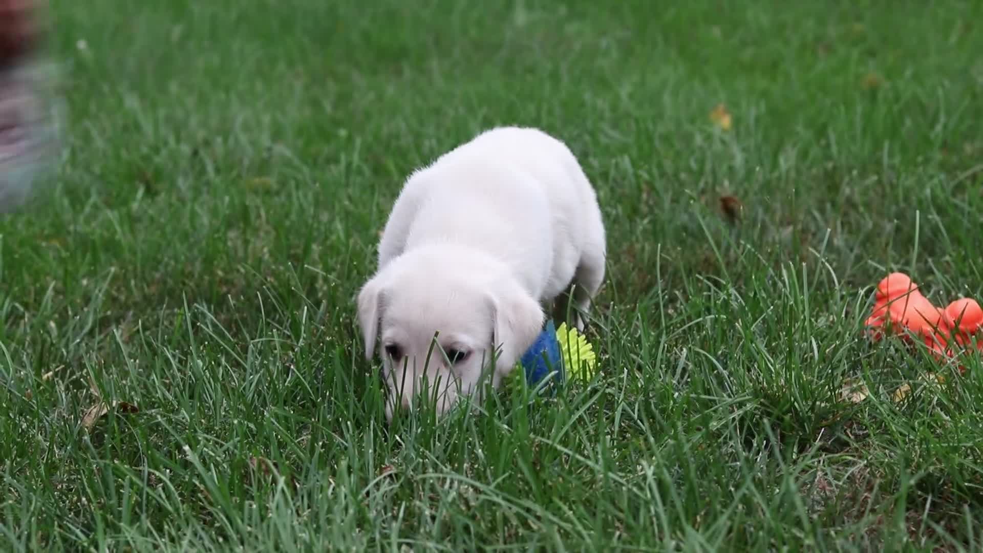 Labrador Retriever dogs for sale: Peggy - Video 1