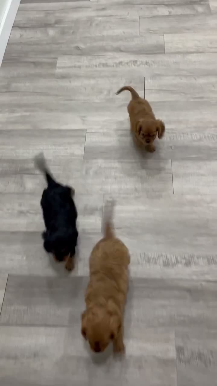 Cavalier King Charles Spaniel dogs for sale: Max - Video 2