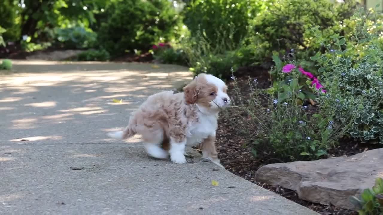 Cavapoo dogs for sale: Haven - Video 1