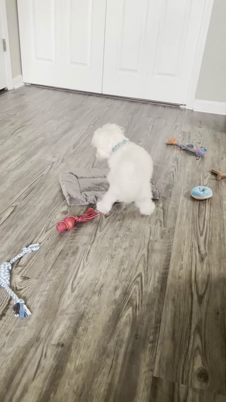 Golden Retriever dogs for sale: Golden Retriever Puppy 1 - Video 2