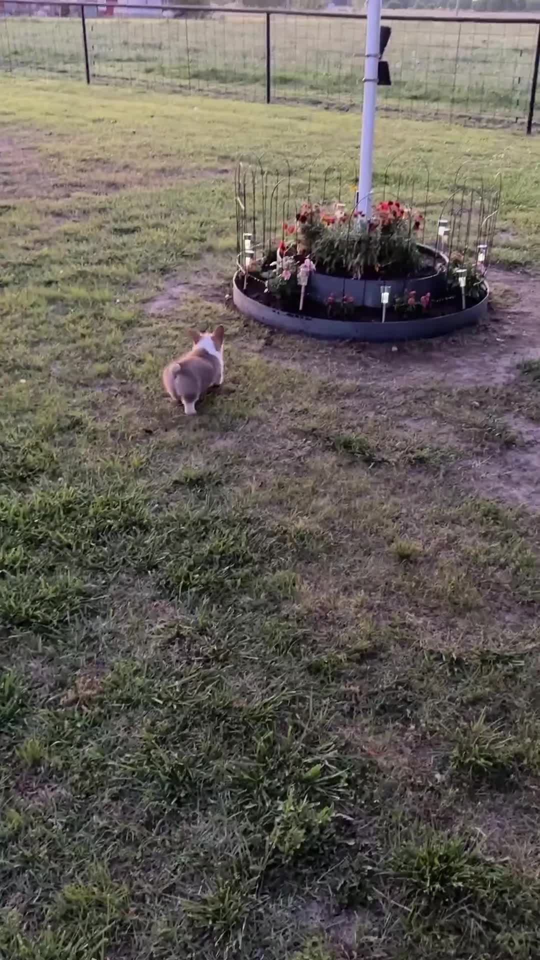 American Corgi dogs for sale: American Corgi Puppy 2 - Video 1