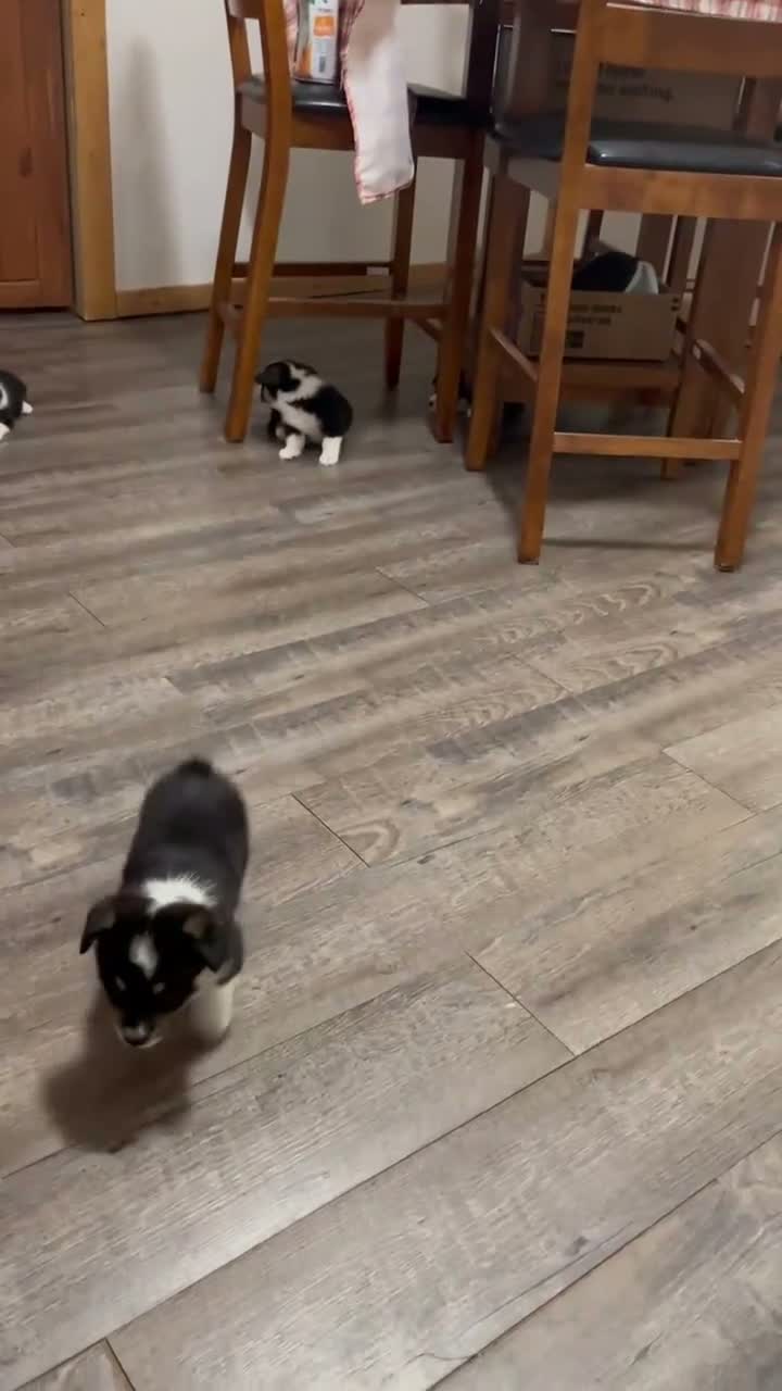 Welsh Corgi Pembroke dogs for sale: Welsh Corgi Pembroke 1 - Video 1