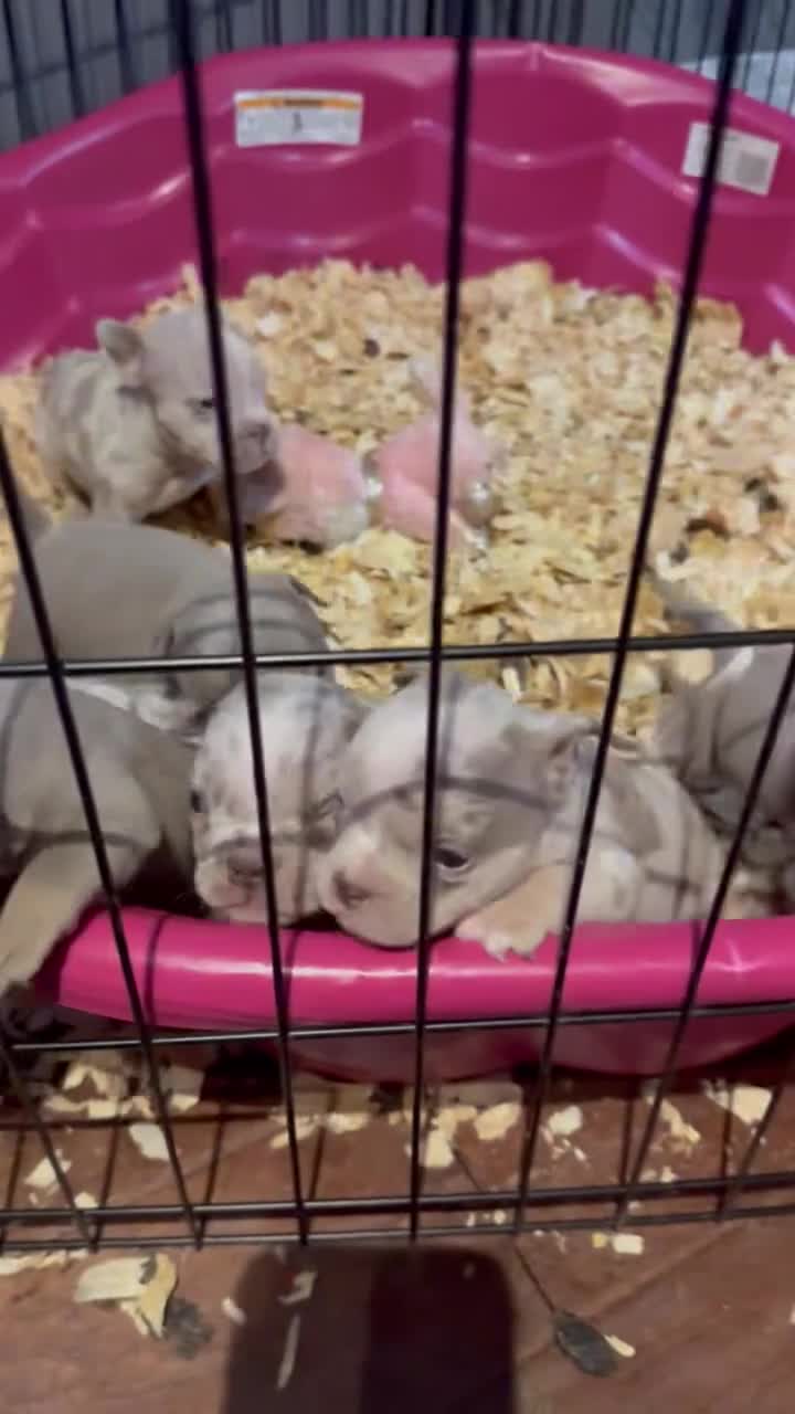 American Bully dogs for sale: Exotic Micro Bullies  - Video 1