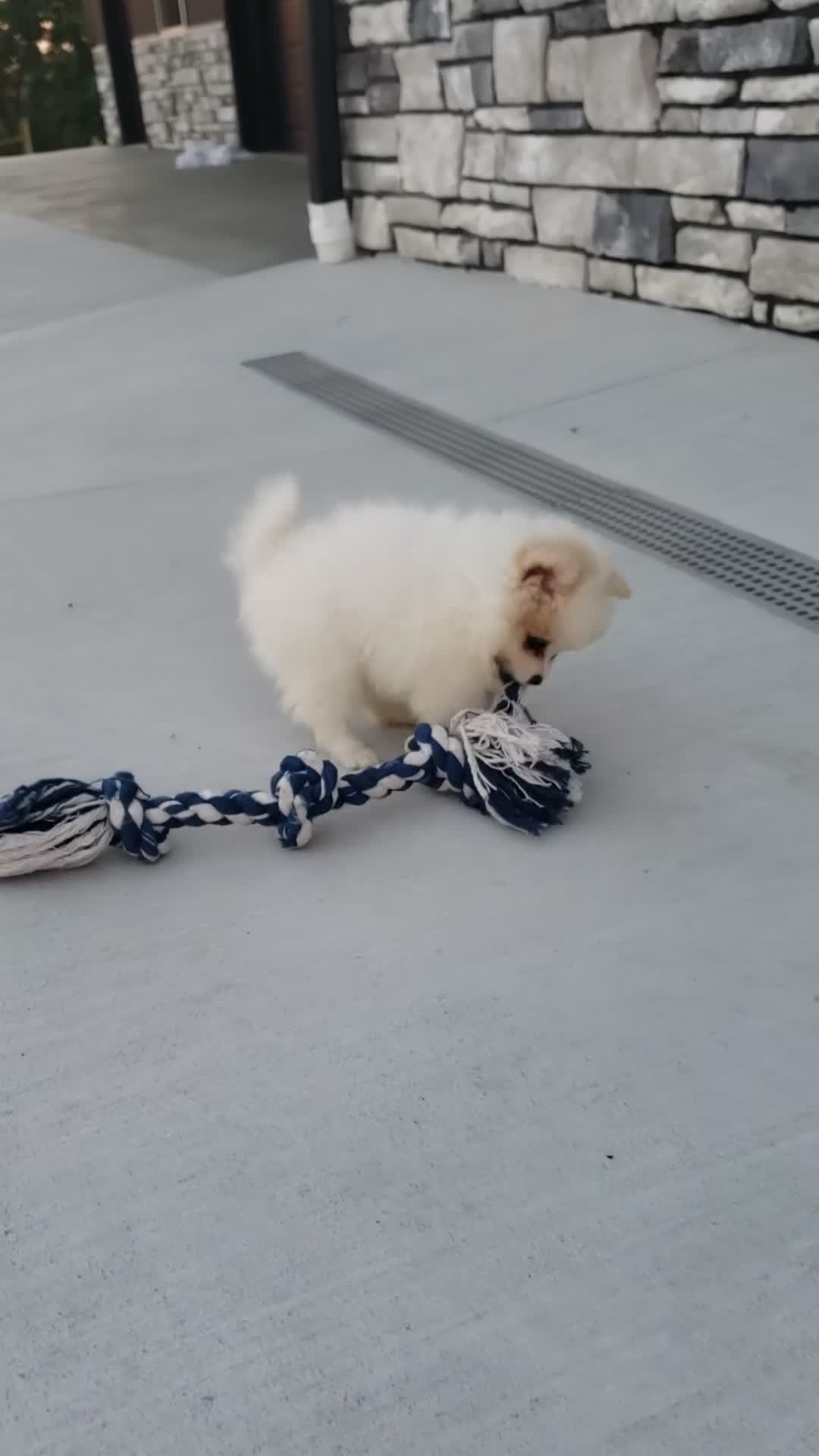 Pomeranian dogs for sale: Sage  - Video 1