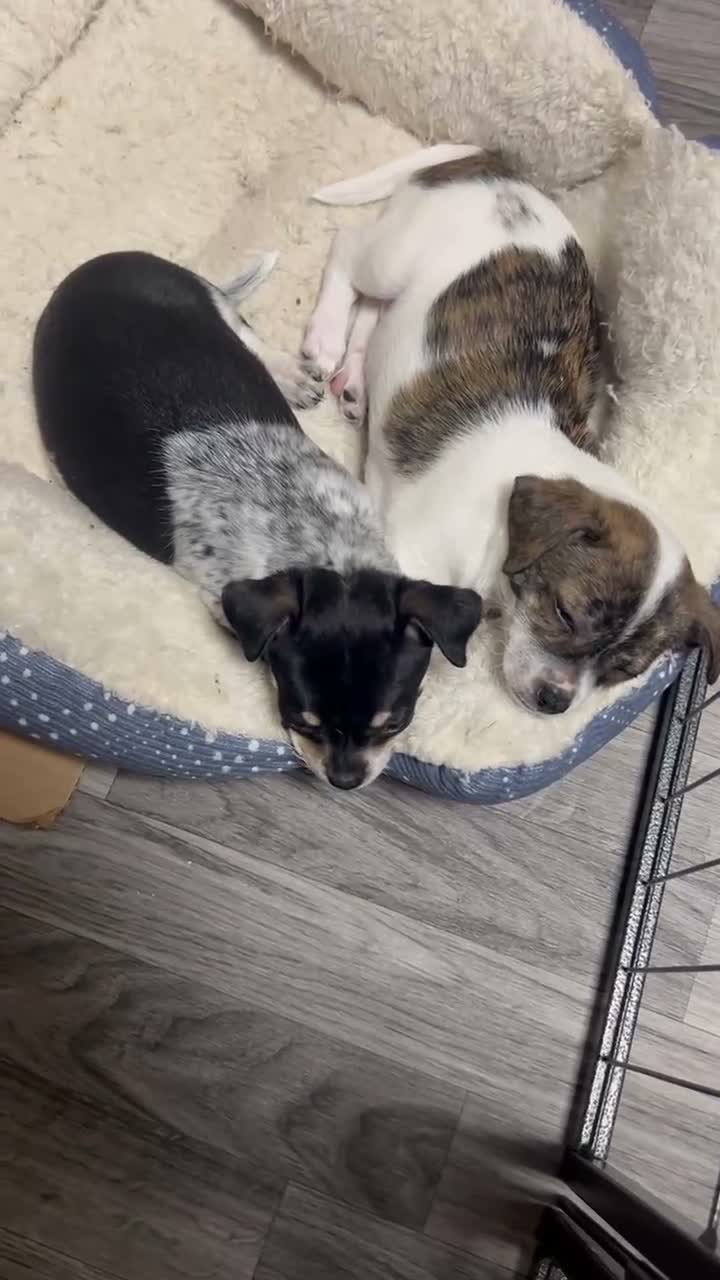 Chihuahua dogs for sale: Chihuahua 1 - Video 1
