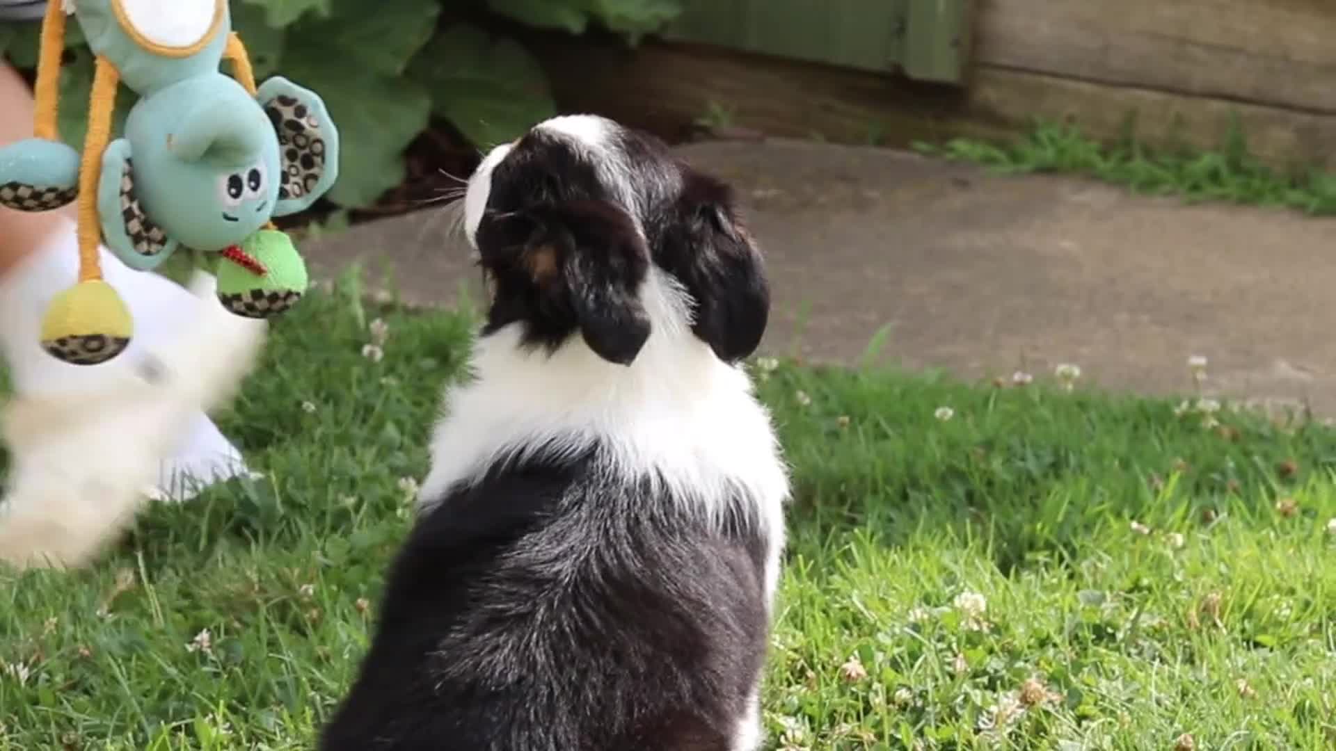 Toy Australian Shepherd dogs for sale: Logan - Video 2