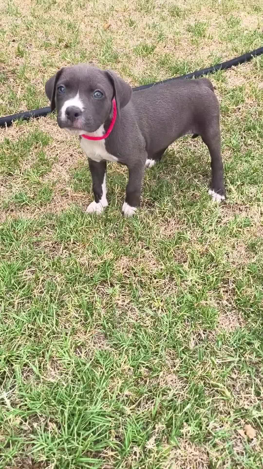 American Pit Bull Terrier dogs for sale: Chilli - Video 1