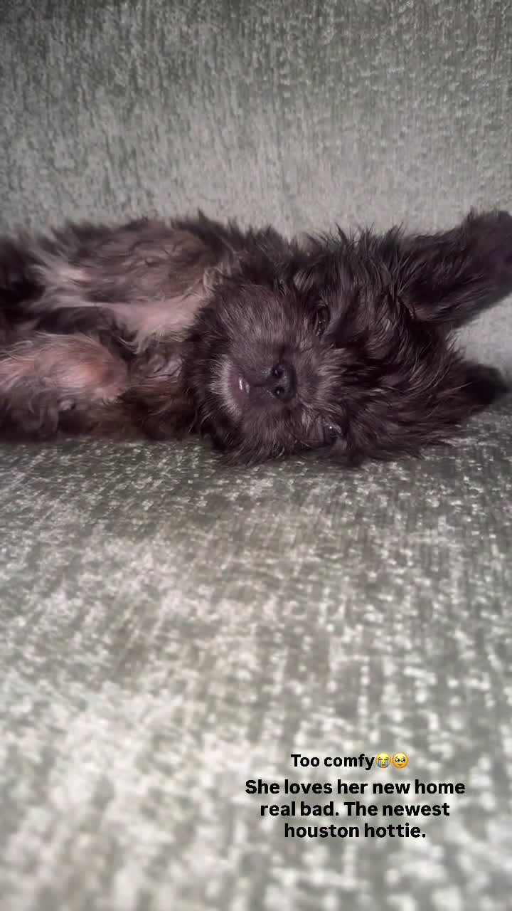 Mixed Breed dogs for sale: Mixed Breed 2 - Video 2