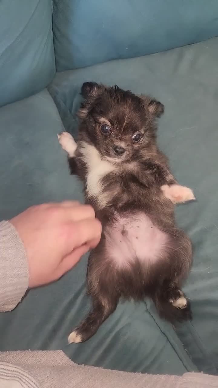 Chihuahua dogs for sale: Monkey  - Video 1