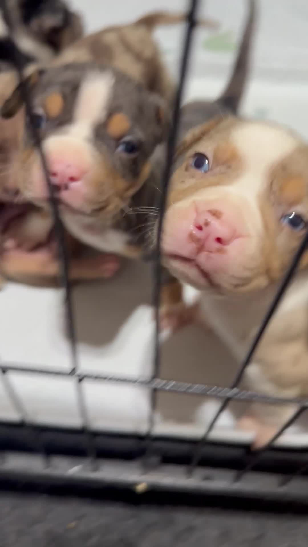 American Bully dogs for sale: Saweetie - Video 1