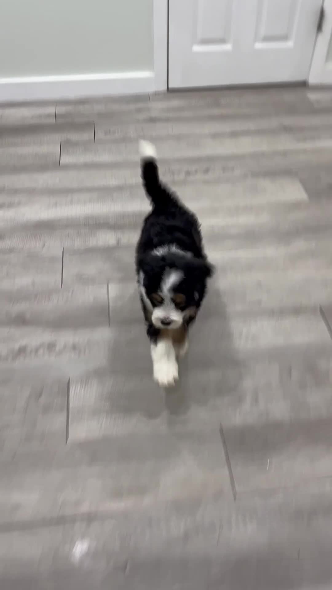 Bernedoodle dogs for sale: Brody - Video 1
