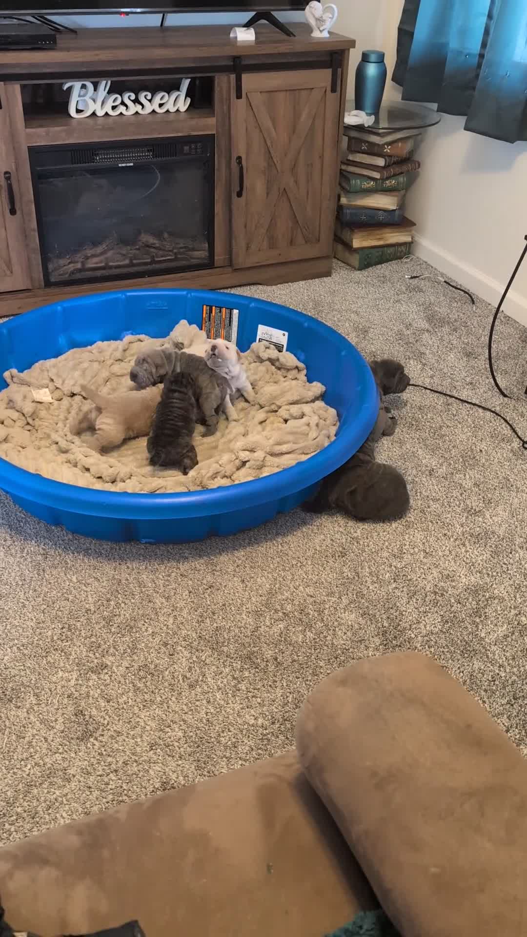 Mixed Breed dogs for sale:  Puppy 2 - Video 2