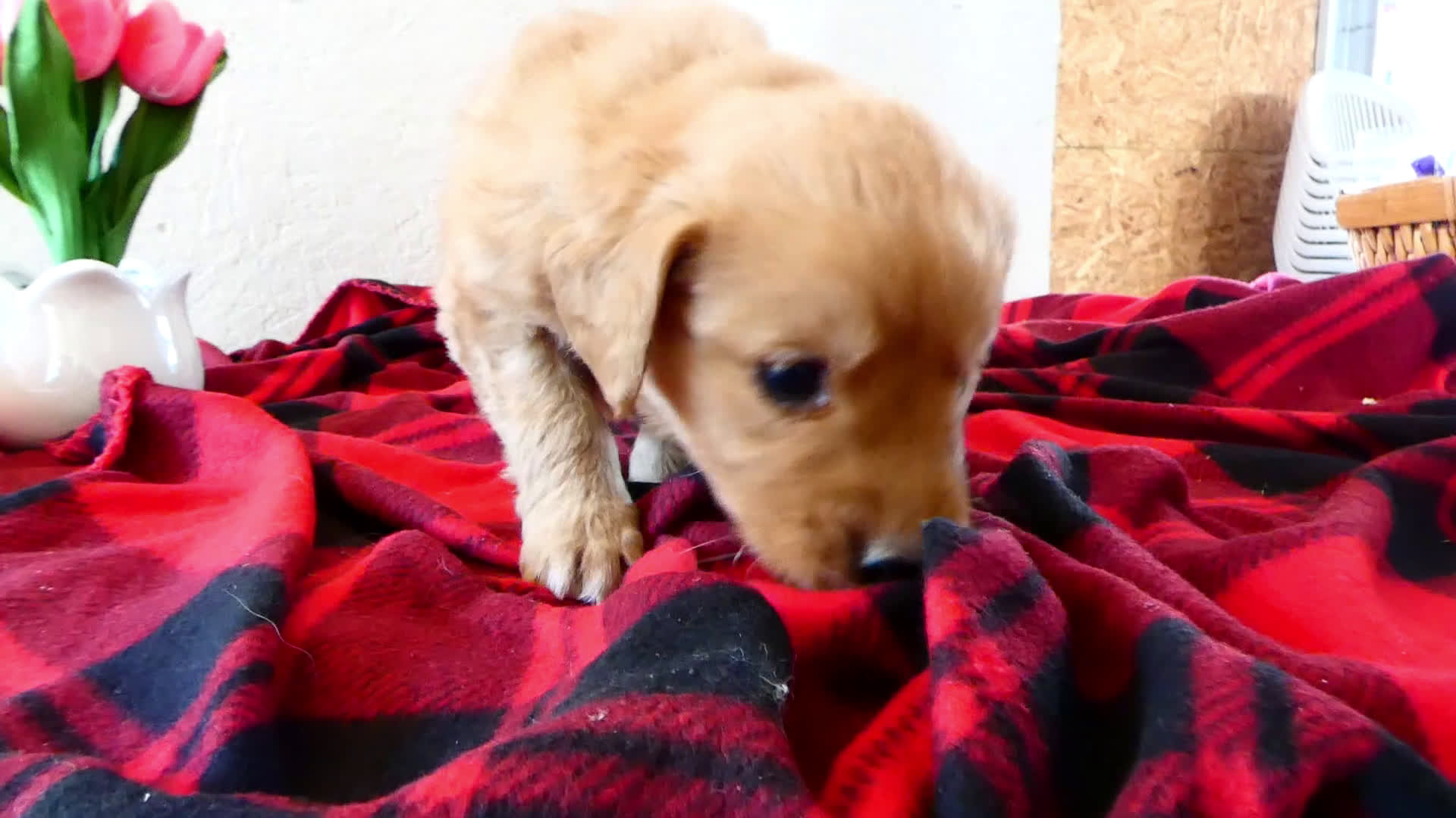 Mini Goldendoodle dogs for sale: Mini Goldendoodle Puppy 7 - Video 1