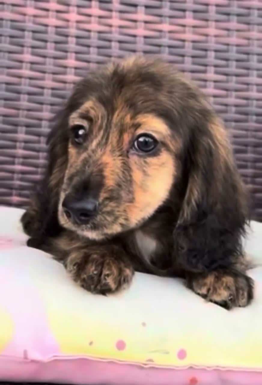 Dachshund dogs for sale: Pogo - Video 1