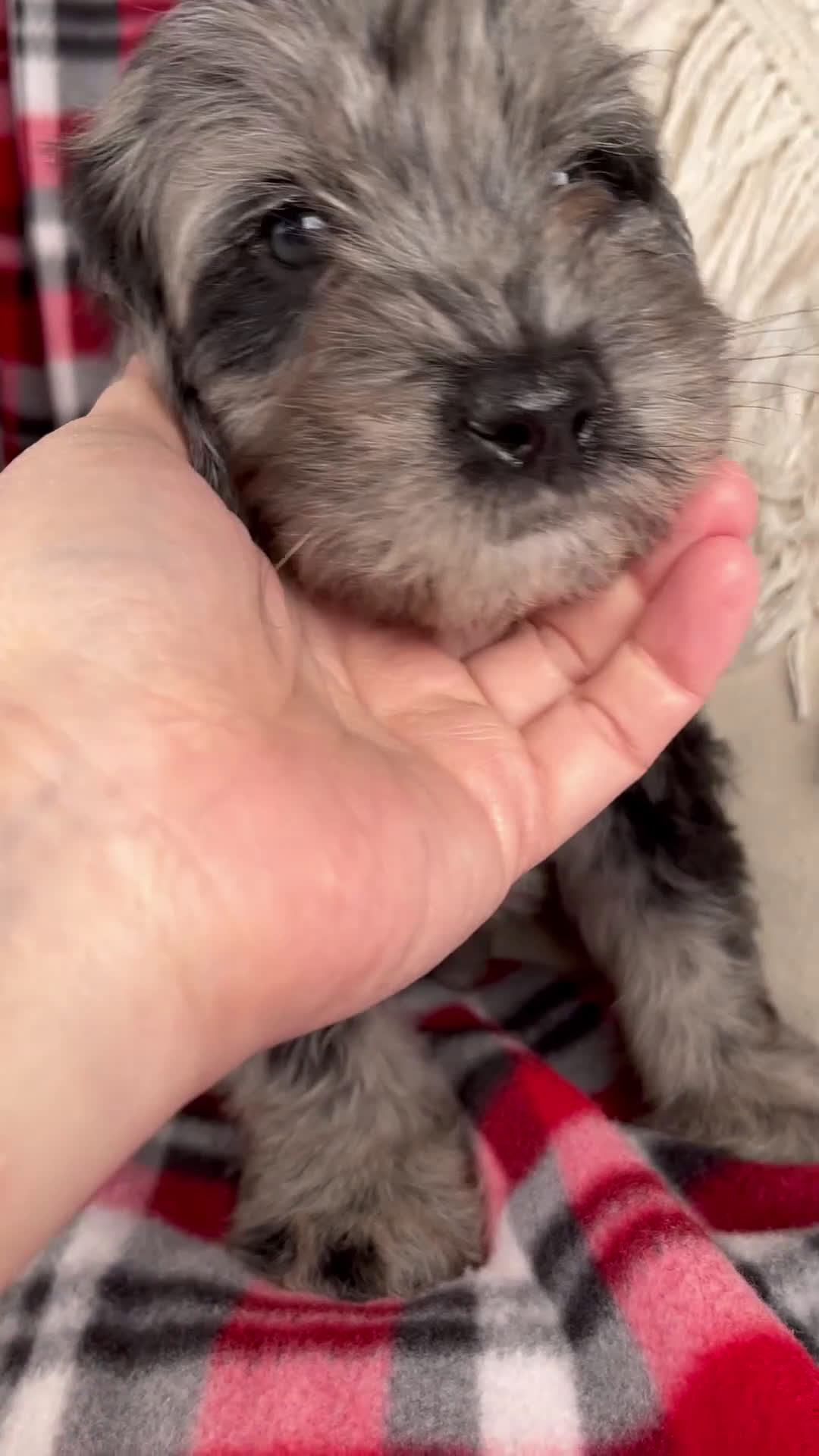 Schnoodle dogs for sale: Danny *Genetic clear - Video 1