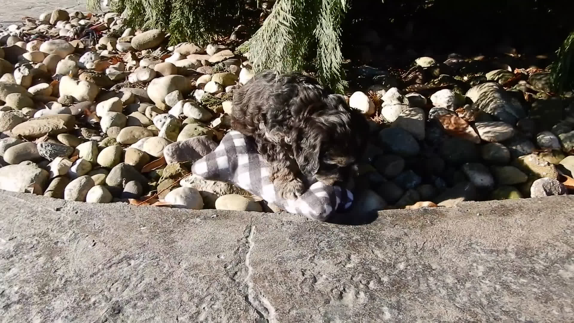 Cockapoo dogs for sale: Jake - Video 1