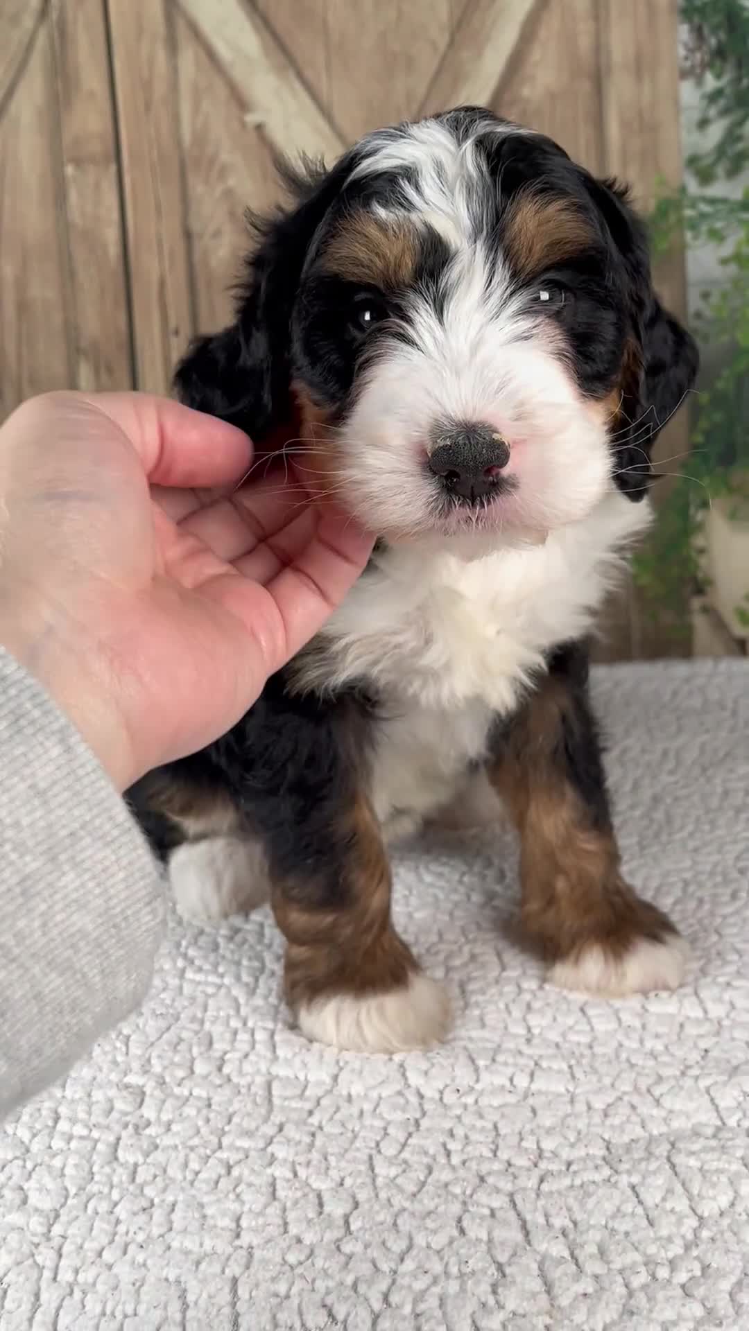 Mini Bernedoodle dogs for sale: Tyler - Video 1