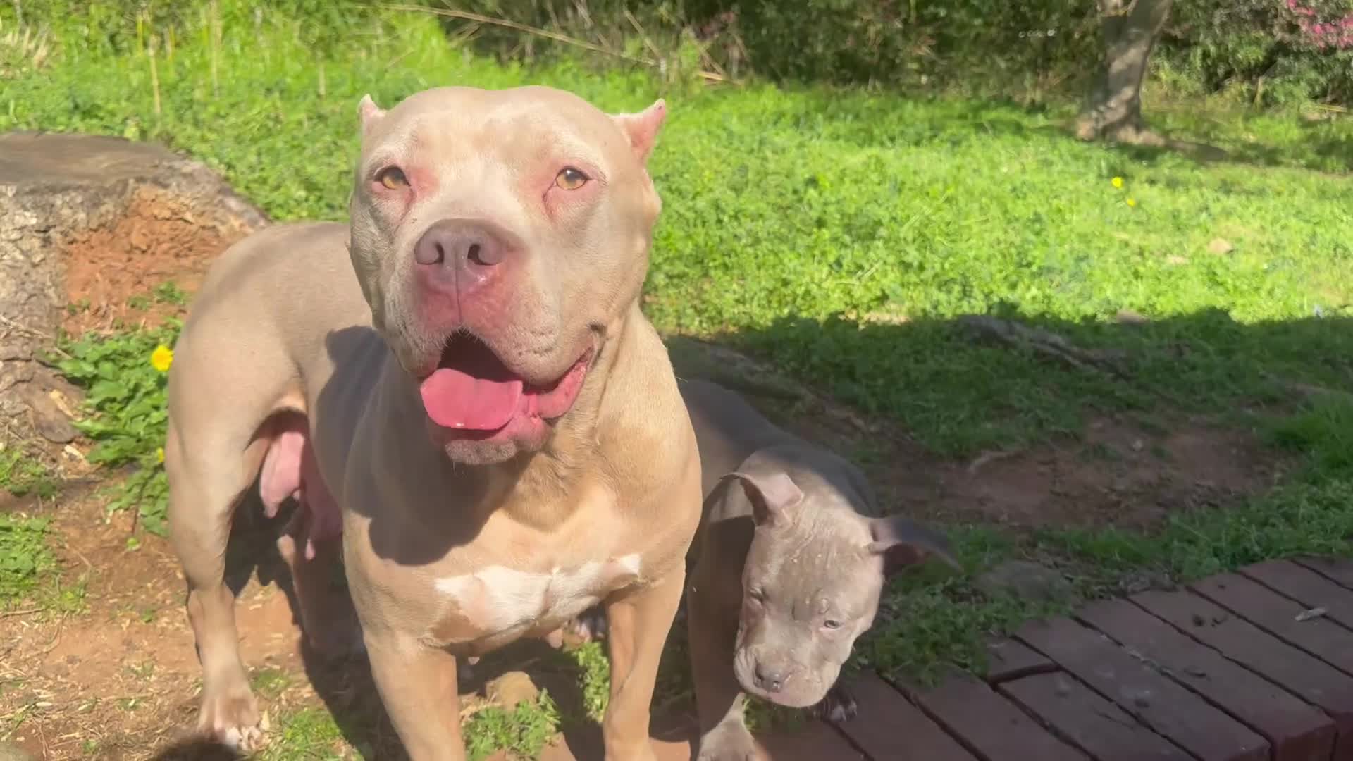 American Bully dogs for sale: Joker - Video 2