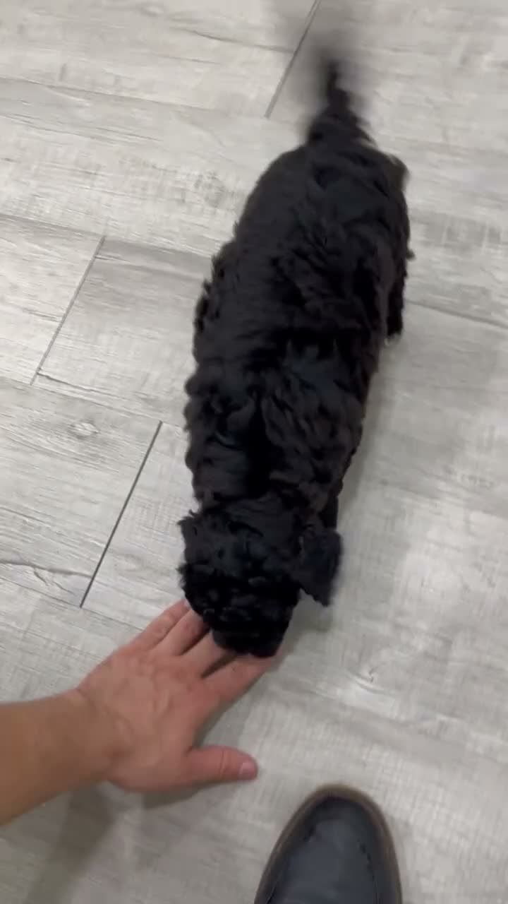 Cavapoo dogs for sale: Isaac - Video 1