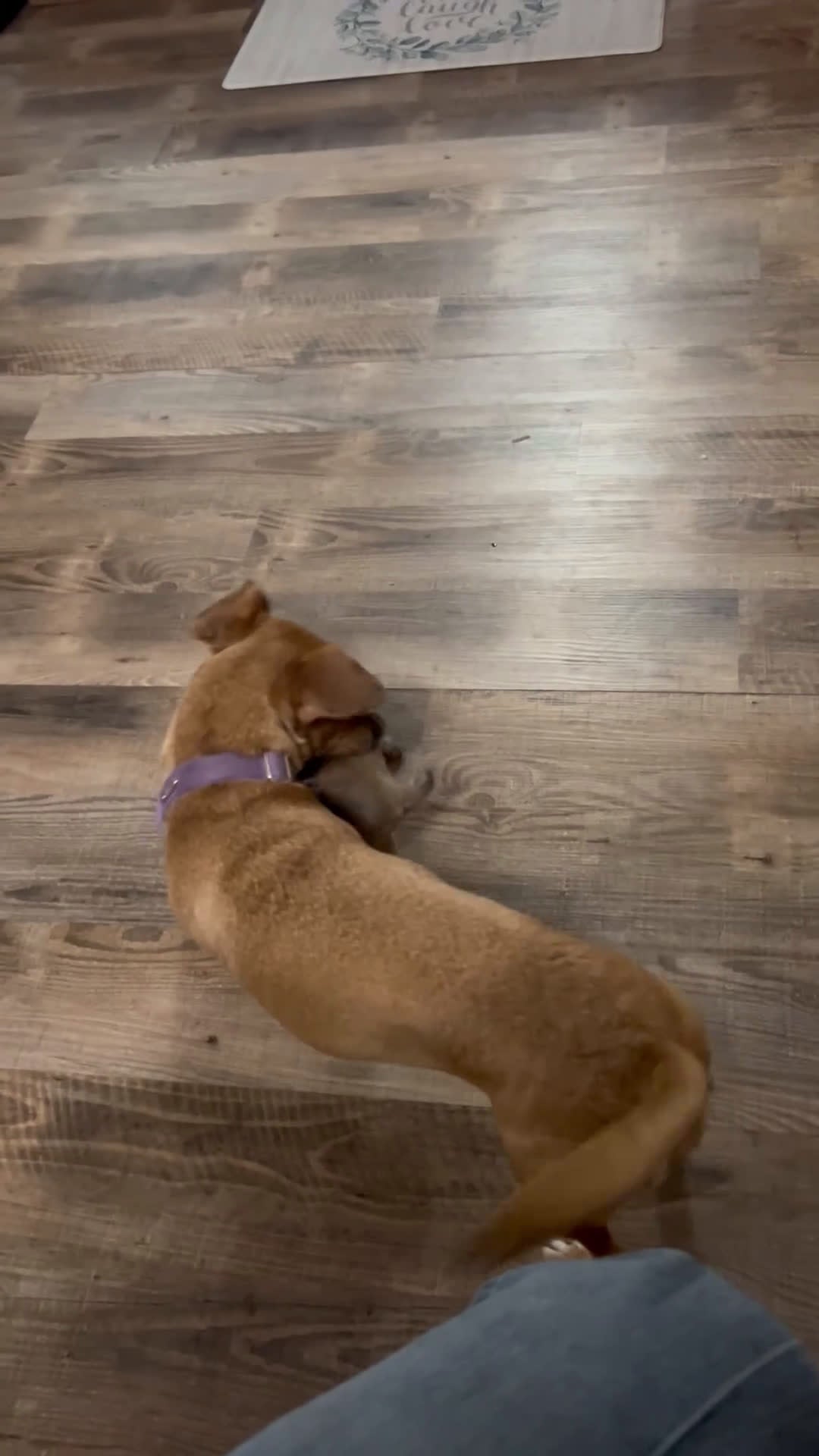 French Bulldog dogs for sale: French Bulldog Puppy 1 - Video 1